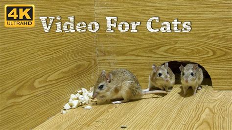 videos for cats to watch with sound|cat mice video 24 hours.